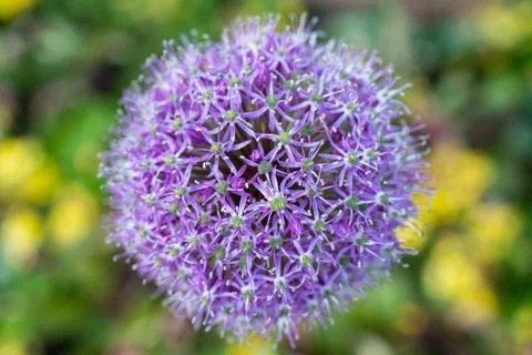 Allium Globemaster close up Stock Photos
