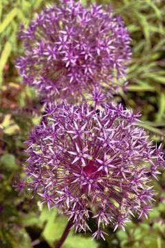 Allium 'Globemaster' Stock Photos