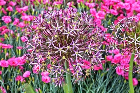 Allium Globemaster Stock Photos