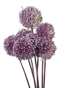 Allium isolated Stock Photos