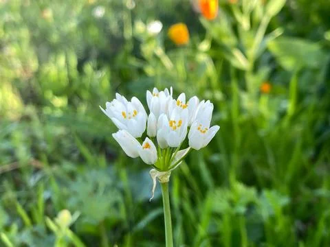 Allium Neapolitanum Stock Photos