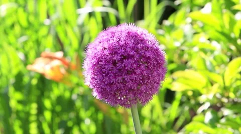 Allium nigrum Stock-Footage 7754908