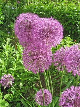 Allium Stock Photos