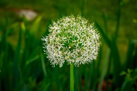 Allium Stock Photos