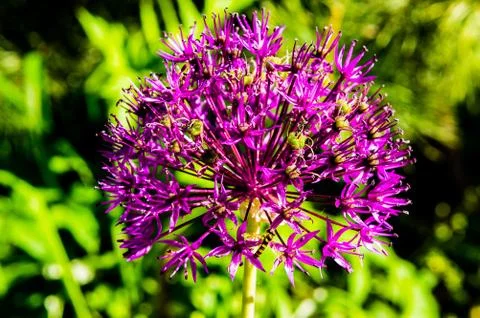 Allium Foto stock