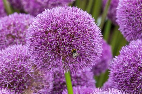 Allium Stock Photos