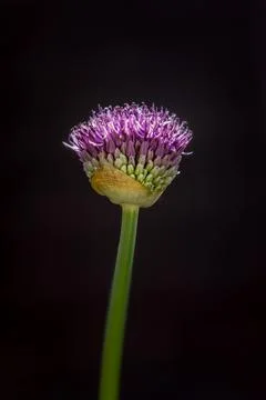 Allium Stock Photos