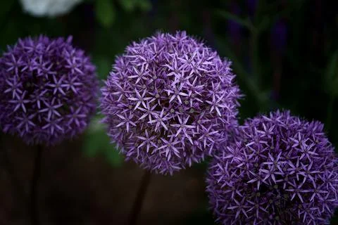 Allium Stock Photos
