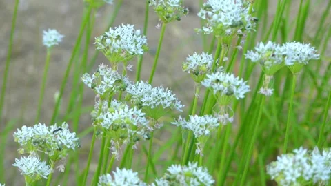 Allium ramosum, called Fragrant-flowered Garlic or Chinese chives is a northe Stock Footage 142541293