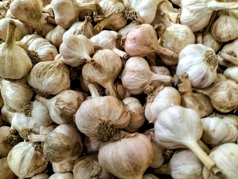 Allium sativum Stock Photos