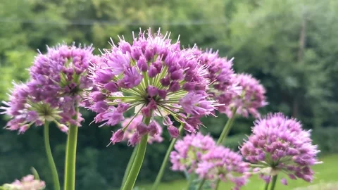 Allium senescens, commonly called aging ... | Stock Video | Pond5