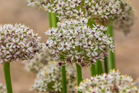 Allium  (silverspring) Stock Photos