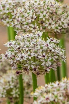 Allium  (silverspring) Stock Photos