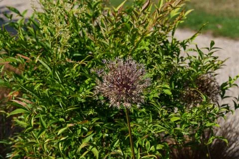 Allium on a stem 库存照片