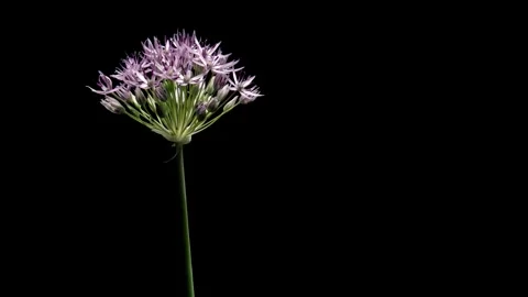 Allium Time-lapse Stock Footage 281570900