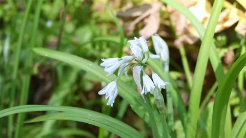 Allium triquetrum Stock Footage 143651567