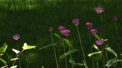 Alliums Stock Footage 109231598