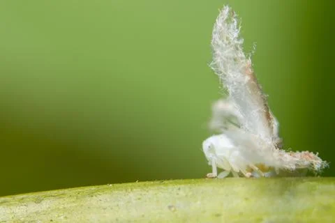 Allocaridara malayensis Crawford Stock Photos