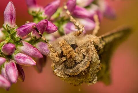 Allophyes oxyacanthae Stock Photos