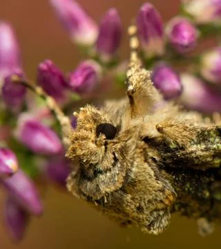 Allophyes oxyacanthae Stock Photos