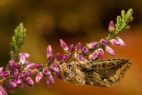 Allophyes oxyacanthae Stock Photos
