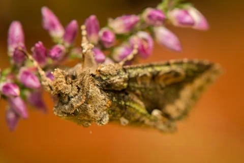 Allophyes oxyacanthae Foto stock