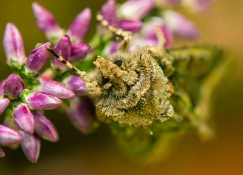 Allophyes oxyacanthae Stock Photos