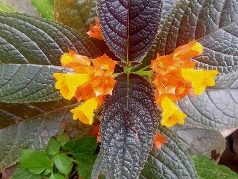 Alloplectus flower 库存照片