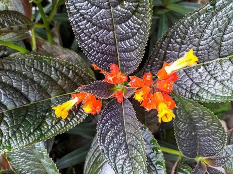 Alloplectus Stock Photos