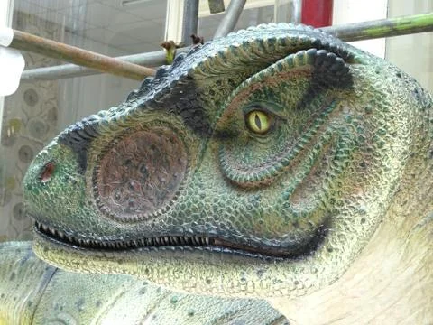 Allosaurus Dinosaur Head Stock Photos