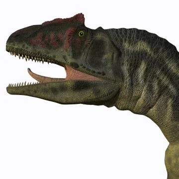 Allosaurus head Stock Illustration