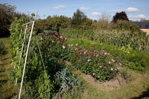 Allotments, england Stock Photos
