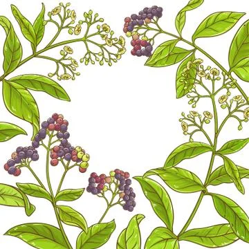Allspice  branch vector frame Illustrazione stock