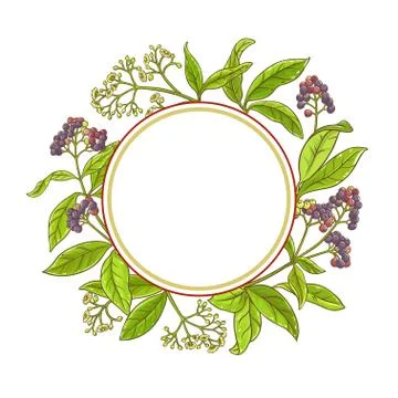 Allspice  branch vector frame Stockillustratie