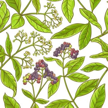 Allspice  branch vector pattern Stock Illustration