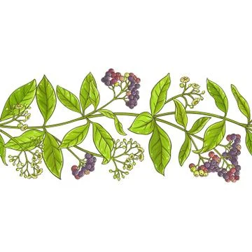 Allspice  branch vector pattern Stock Illustration