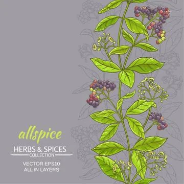 Allspice vector background Stock Illustration