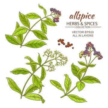 Allspise vector set Illustrazione stock