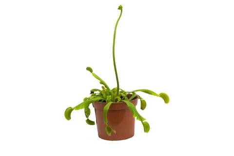The Allure of a Venus Flytrap Plant with a Flower Spike Isolated on White Foto stock