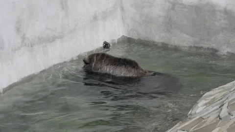 Alluring and energetic brown bear frolicking in water on beaming day. Stock Footage 235016196