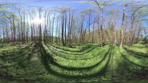 Alluvial forest, VR360, VR, 360VR Stock Footage 107378220