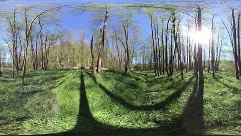 Alluvial forest, VR360, VR, 360VR Video stock 107378551