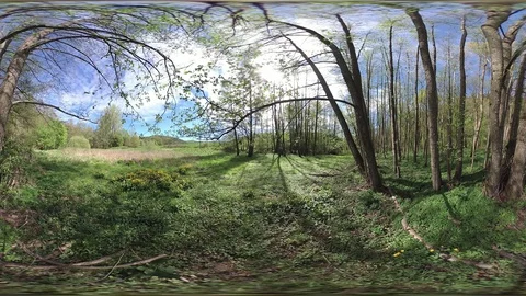 Alluvial forest, VR360, VR, 360VR Video stock 107378704