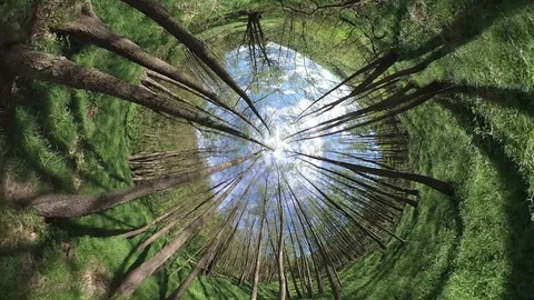 Alluvial forest, VR360, VR, 360VR Video stock 107380448