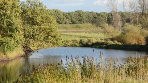 Alluvial landscape, Oderwiesen Nature Reserve, Frankfurt (Oder), Germany Stock Footage 12912922