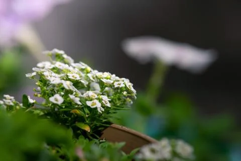 Allysum Plant Macro Foto stock