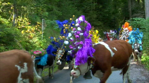 Almabtrieb 03 Video stock 530298