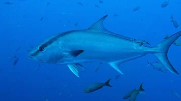 Almaco Jack 2.7k 60fps Stock Footage 85654070