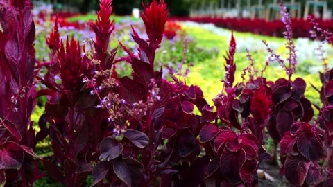 Almaty Park View with Vibrant Red Celosia Flowers and Colorful Flora Blooming Stock Footage 346448468