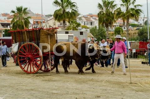 ALMAYATE, SPAIN - APRIL 21, 2018 Traditional Andalusian contest based on the Stock Photos